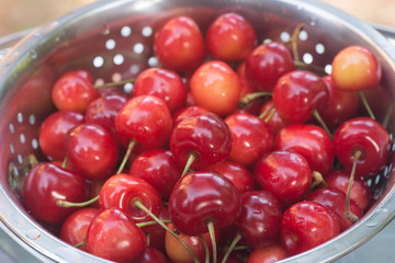 bird cherry berries  in colander