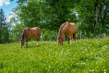 Wild and free horses grazing in the Swiss Jura Alps
