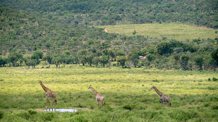 Giraffen an einer Wasserstelle in Südafrika © Michael