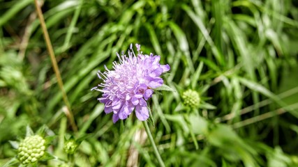 Alpine flower