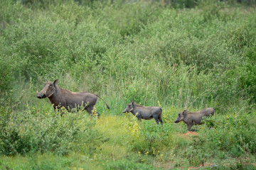 Warzenschwein mit zwei Jungtieren in Afrika