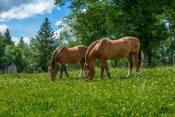 Obraz na płótnie Canvas Wild and free horses grazing in the Swiss Jura Alps