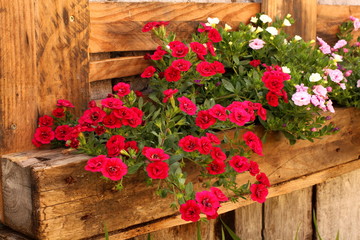 Fototapeta na wymiar Pink and medium-rare flowers in wooden trough, wall mounted