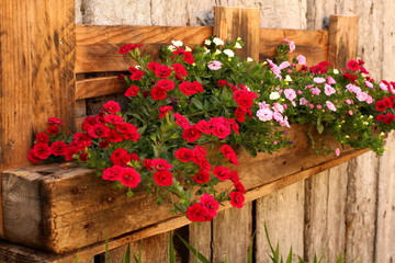 Fototapeta na wymiar Pink and medium-rare flowers in wooden trough, wall mounted