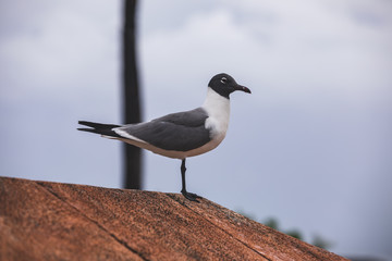 Bird 3
