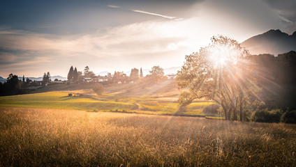 Fototapeta na wymiar Getreidefeld und Baum, Sonnenuntergang mit Sonnenstrahlen, Natur 