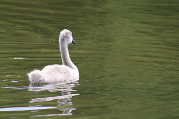 Signet swimming on a lake