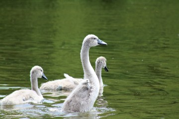 Signet siblings swimming
