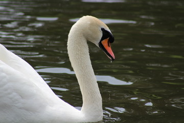 Fototapeta premium Swan swimming on a lake