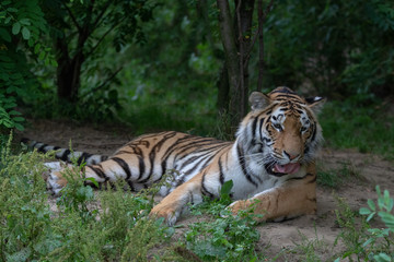 Amurtiger - Sibirischer - Mandschu - Tiger Zoo
