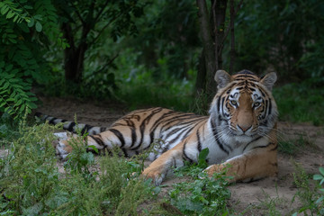 Amurtiger - Sibirischer - Mandschu - Tiger Zoo