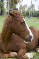 the brown horse with a white strip on a muzzle lies under palm tree