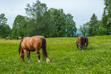 Wild and free horses grazing in the Swiss Jura Alps in Summer