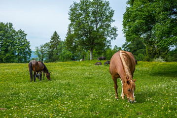 Wild and free horses grazing in the Swiss Jura Alps in Summer