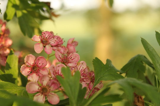 beautiful pink hawthorn flowers blooming in spring