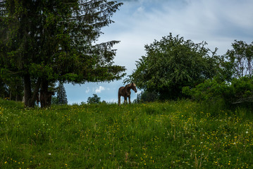 Wild and free horses grazing in the Swiss Jura Alps in Summer
