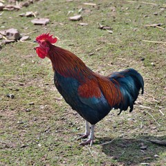 Rooster in the courtyard