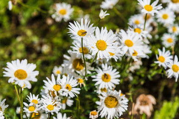  Camomiles blooming in the field