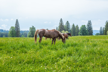 Wild and free horses grazing in the Swiss Jura Alps in Summer