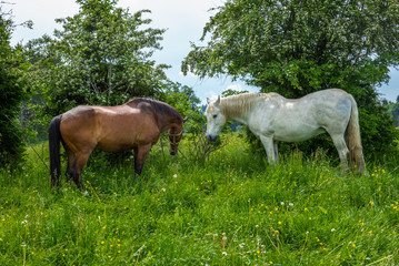 Obraz na płótnie Canvas Wild and free horses grazing in the Swiss Jura Alps in Summer