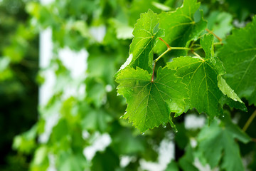 Beautiful green leaf texture with drops of water