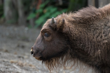 Wisent