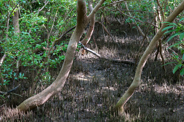 A mangrove green forest is growing on black soil on beach