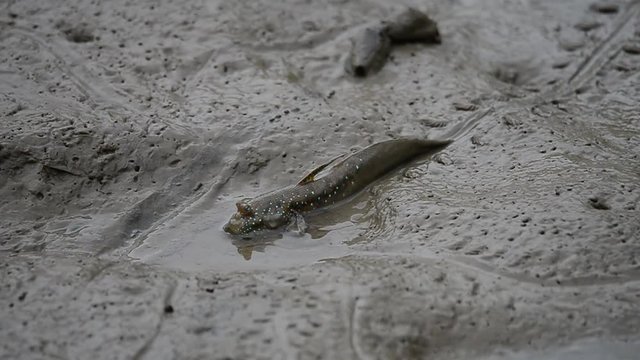 Mudskipper fish habitat. Blue spotted mudskipper sliding on mud drinking sea water at laem prakalang Thailand,hd video.