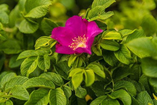  Dogrose beautiful flower