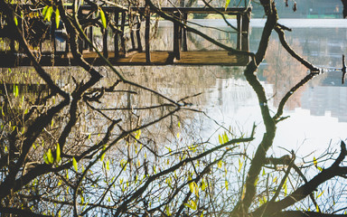 Wooden pier and bare autumn tree branches with green leaves reflected in water. For wallpaper, background
