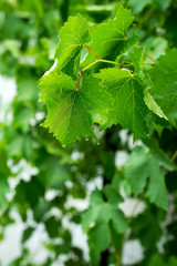 Beautiful green leaf texture with drops of water
