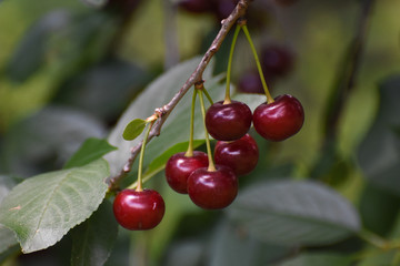 Ripe cherries on a branch. Cherry on tree