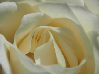 Close-up of a white rose Bud. White flower petals.