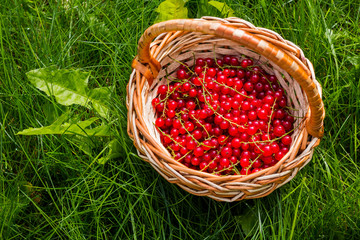 Fototapeta na wymiar A view from above on a red currant in a wicker wooden basket on a grass background. Juicy and bitter red currants in a brown crate. Appetizing ingredients for vegan cocktails.