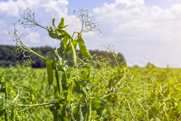 pea beans on plants, in the field, against a background of pure sunny sky