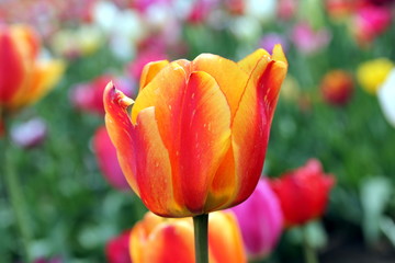 Colorful tulips on a field - a yellow, red and orange one in the foreground