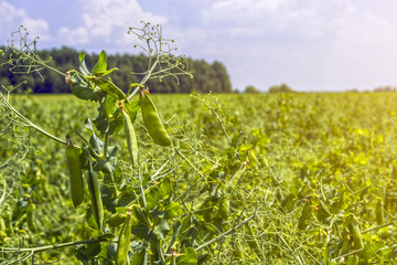 pea beans on plants, in the field, against a background of pure sunny sky