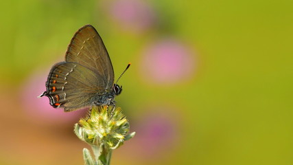 Satyrium ilicis  28