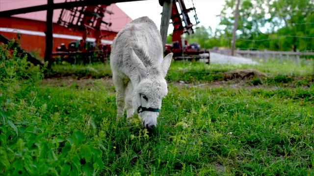 Bay Donkey grazing at 4H during summer in Sweden