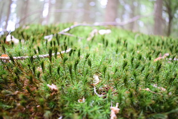 Search Photos Or Green