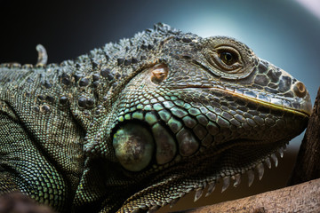 Close up head short of Iguanas