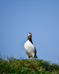 Colorful Atlantic Puffin or Comon Puffin Fratercula Arctica in Northumberland England on bright Spring day