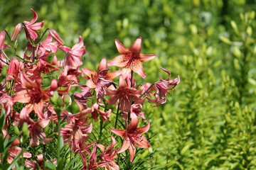 Pale pink lilies in garden. Flowerbed with a lot of flowering plants