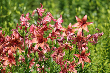 Pale pink lilies in garden. Flowerbed with a lot of flowering plants
