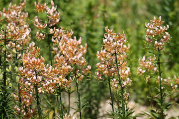 Flowering lily from group of Martagon hybrids