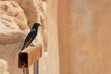  A lonely black bird with yellow wings sits on a wooden stick against the background of stones....