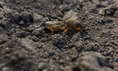  harmful insect, agricultural pest. pest control.