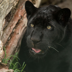 Beautiful portrait of black panther panthera pardus in colorful landscape