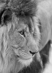 Beautiful intimate portrait image of King of the Jungle Barbary Atlas Lion Panthera Leo in black and white