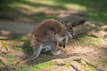 Naklejka na ściany i meble Wallaby wildlife Diprotodontia Macropoidae in sunlgiht in woodland with yound joey in pouch